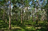 TANZANIA - Pemba Island - Lattice ricavato da albero della gomma - 5